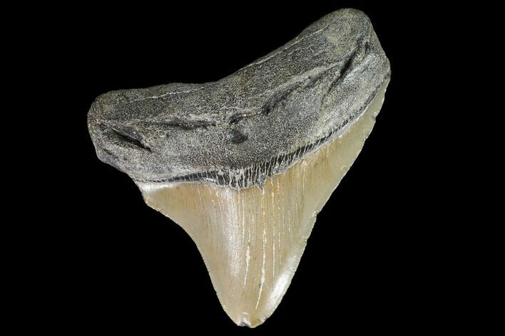 Megalodon Tooth - North Carolina #92447
